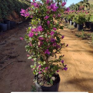 BOUGAINVILLE ESTACA
